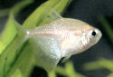Click for more info on White Tetra