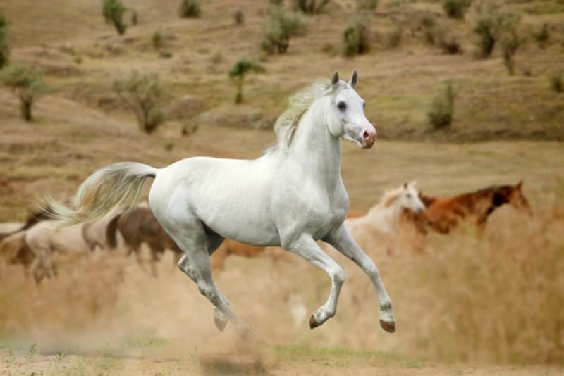 White mustang galloping in the hills