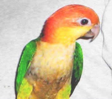 Picture of a White-bellied Caique