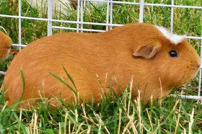 White Crested Guinea Pig, Guinea Pig Pictures