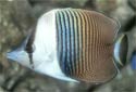 Click for more info on White-face Butterflyfish