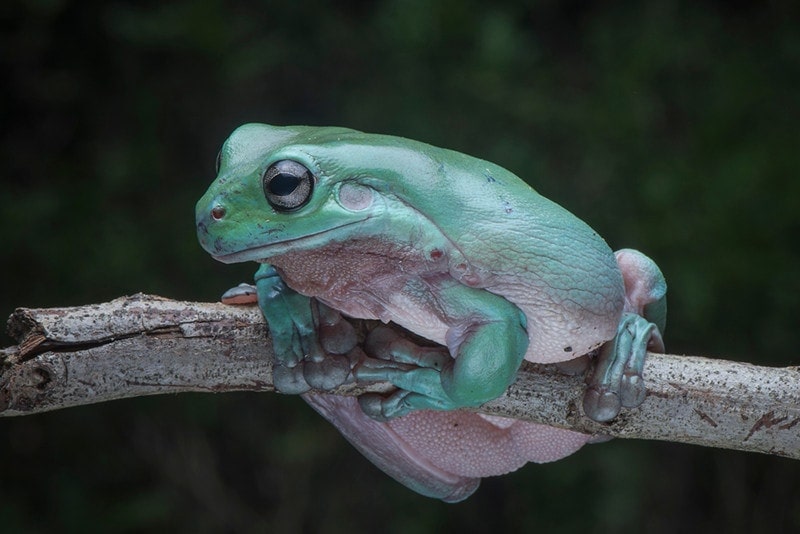 Whites-Tree-Frog