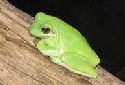 Click for more info on White's Tree Frog