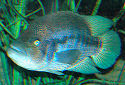 Click for more info on Wolf Cichlid