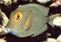 Click for more info on Yellow-eyed Tang