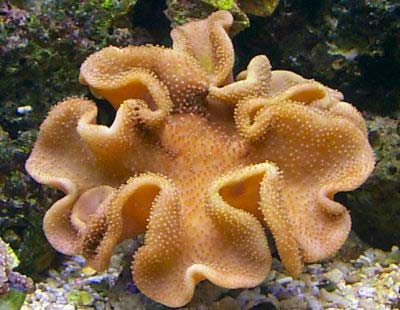 Yellow Leather Coral Sarcophyton elegans, also known as Elegant Leather Coral, Yellow Toadstool Leather, Fiji Yellow Leather, Yellow Umbrella Leather, and Ruffled Leather