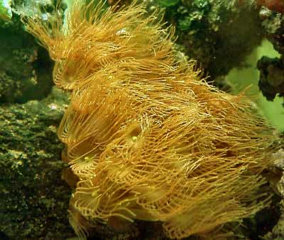 Picture of Yellow Polyps, also referred to as Parazoanthus gracilis, and colonial anemone