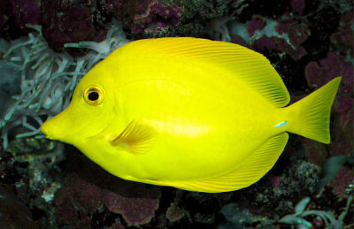 Picture of a Yellow Tang or Yellow Sailfin Tang - Zebrasoma flavescens