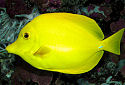 Click for more info on Yellow Tang