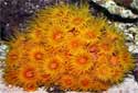 Click for more info on Yellow Sun Coral