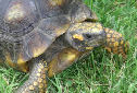 Click for more info on Yellow-foot Tortoise
