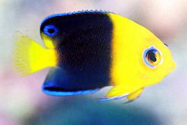 Yellowhead Angelfish juvenile, Coco's Pygmy Angelfish