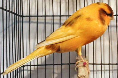 Picture of a Yorkshire Canary