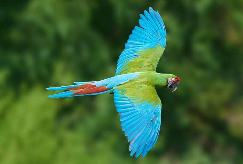 a beautiful military macaw flying outside