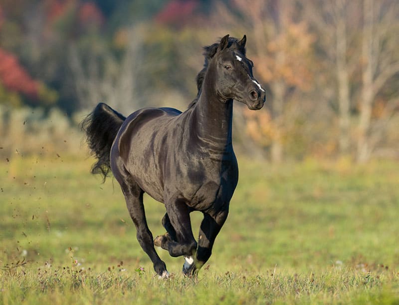 a black morgan horse running in the field