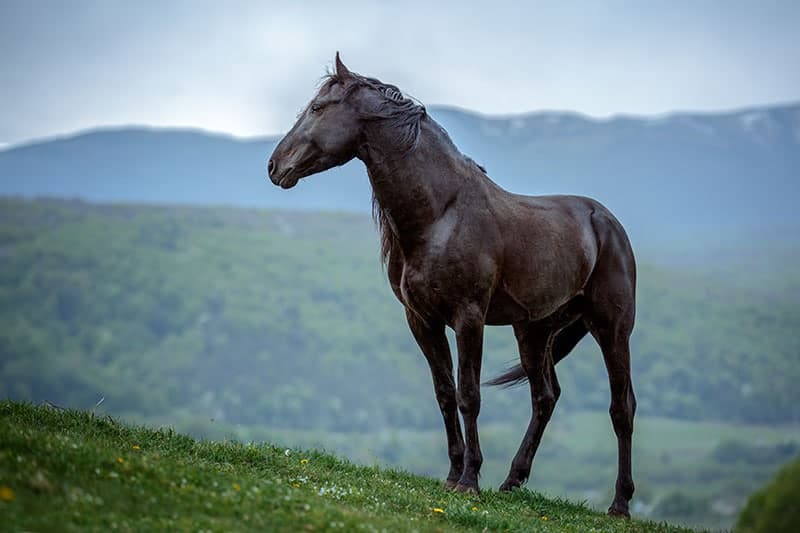 a black thoroughbred horse in the mountain