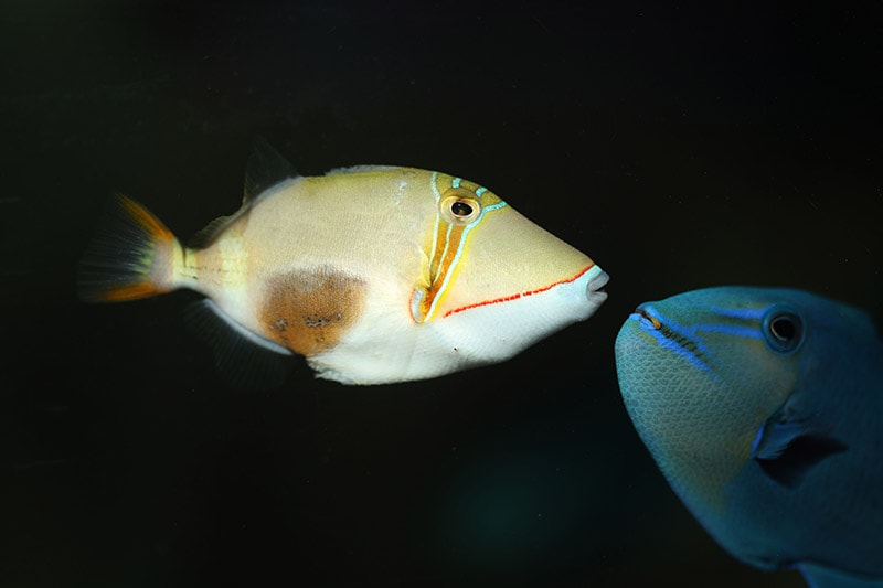 a Blackpatch Triggerfish