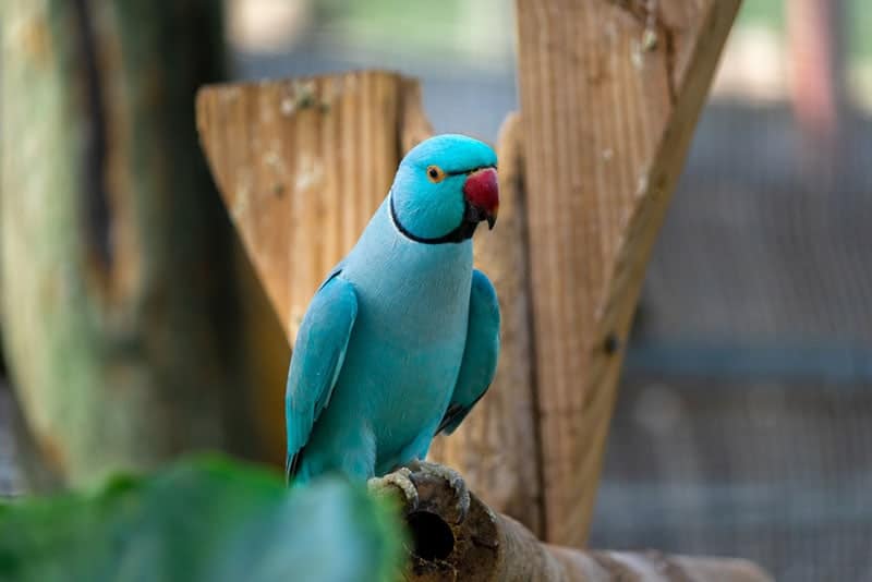 a blue indian ringneck parakeet bird perching on a branch