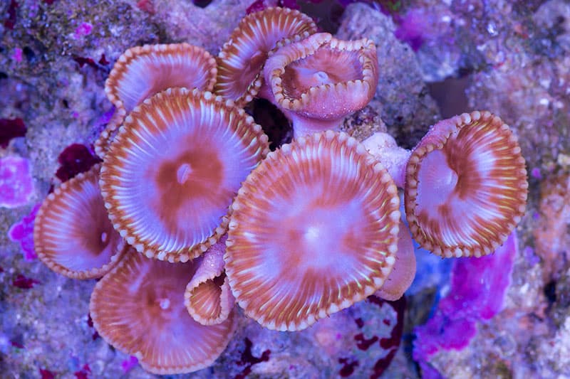a colony of giant sun polyp or Palythoa grandis coral growing on a rock