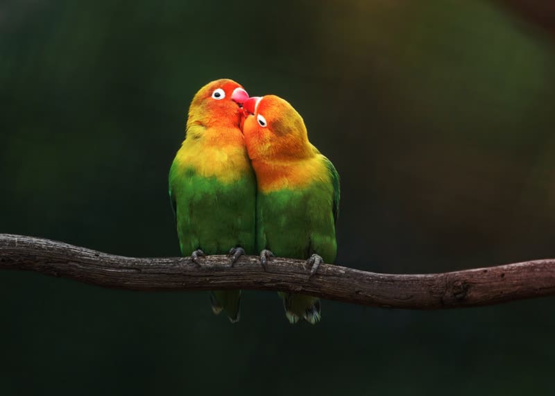 A pair of Fischer's lovebirds