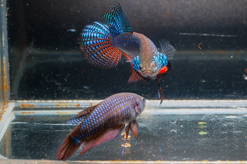 a pair of betta fish in a breeding tank