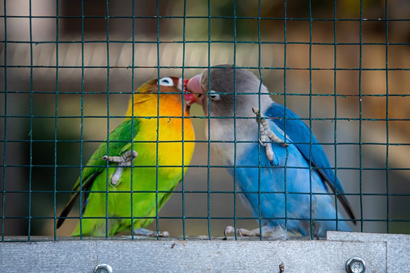 a pair of Fischer's lovebirds kissing