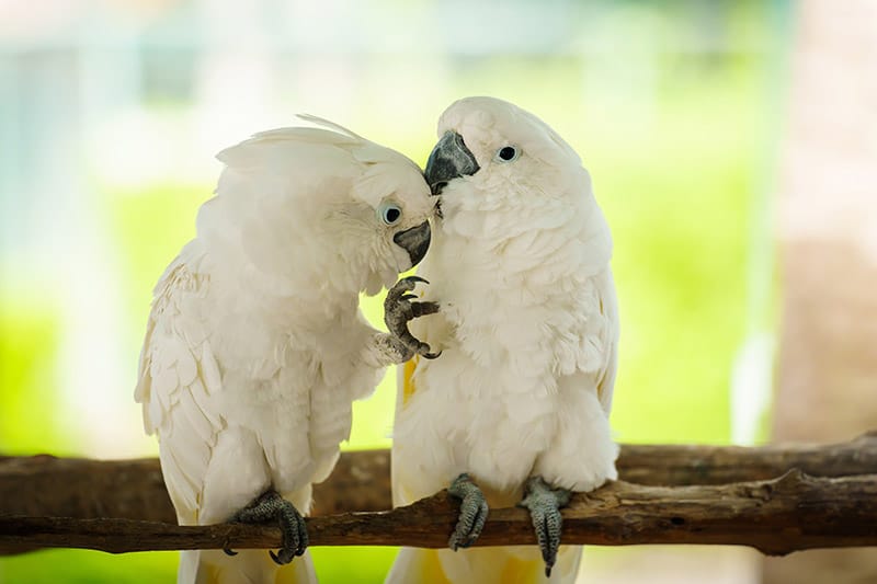 a pair of goffin cockatoo birds