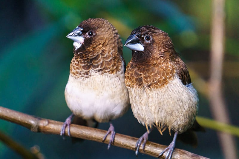 a pair of Society Finch birds