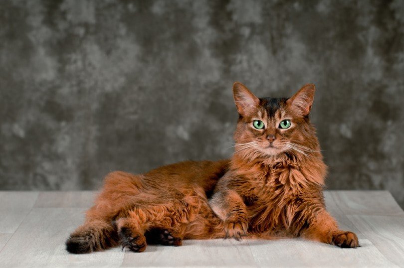 a portrait of ruddy somali cat