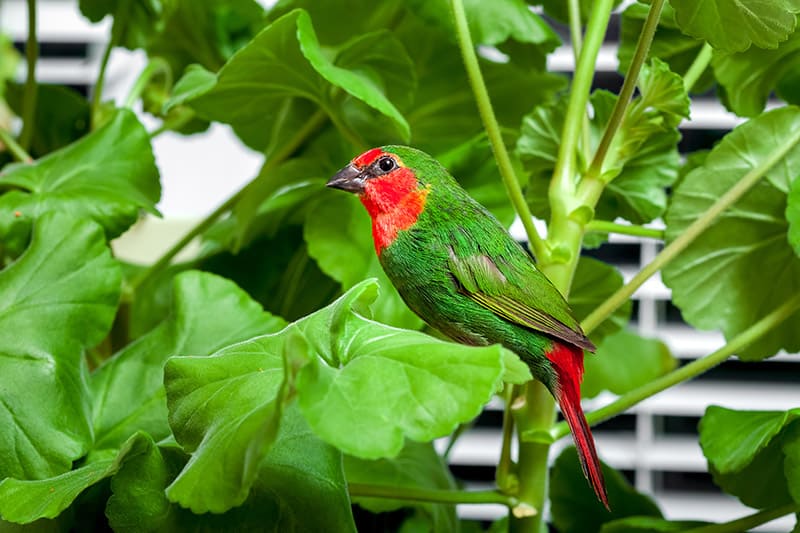 a red head parrot finch bird