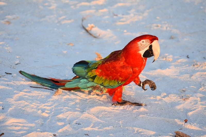 a ruby macaw bird on white sand beach