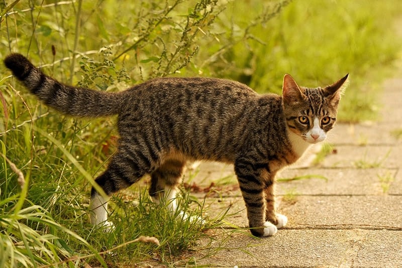 a tabby cat standing outdoor