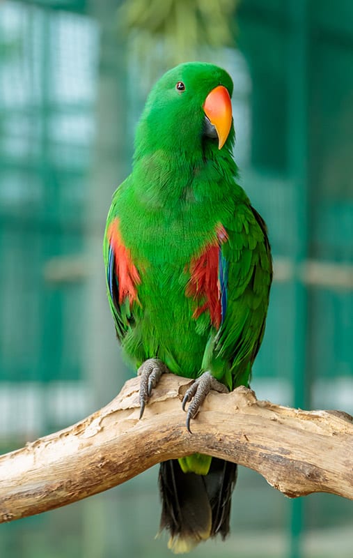abyssinian lovebird perched