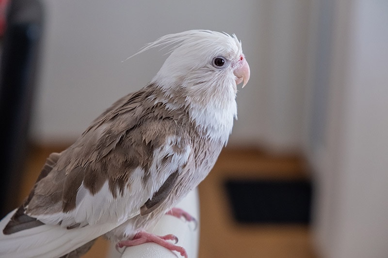 adult female white-faced cockatiel 