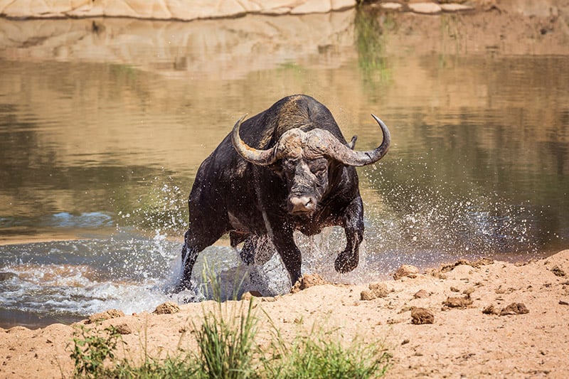 African cape buffalo 