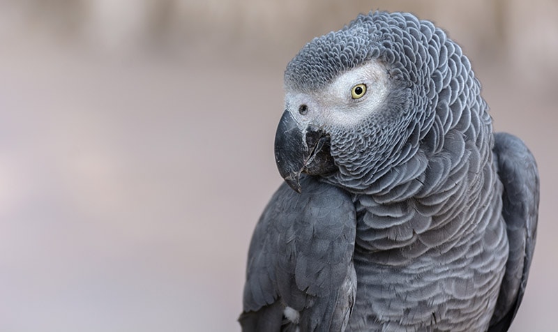 African Gray Parrot bird