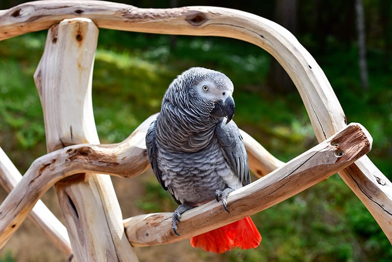 African Grey Parrot bird perched