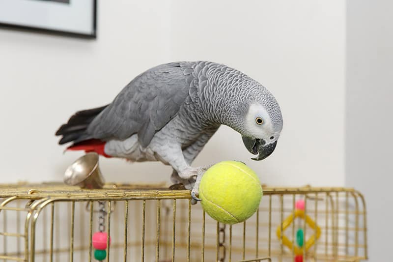 African Grey parrot playing on top of the cage