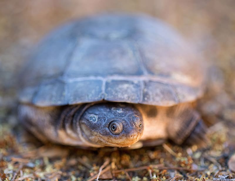 African Side-necked Turtle close up