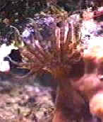 Pest anemone!