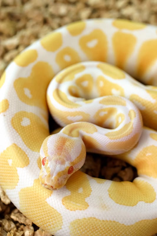 Albino Ball python close up