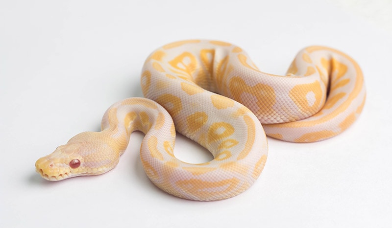 albino ball python  on white background