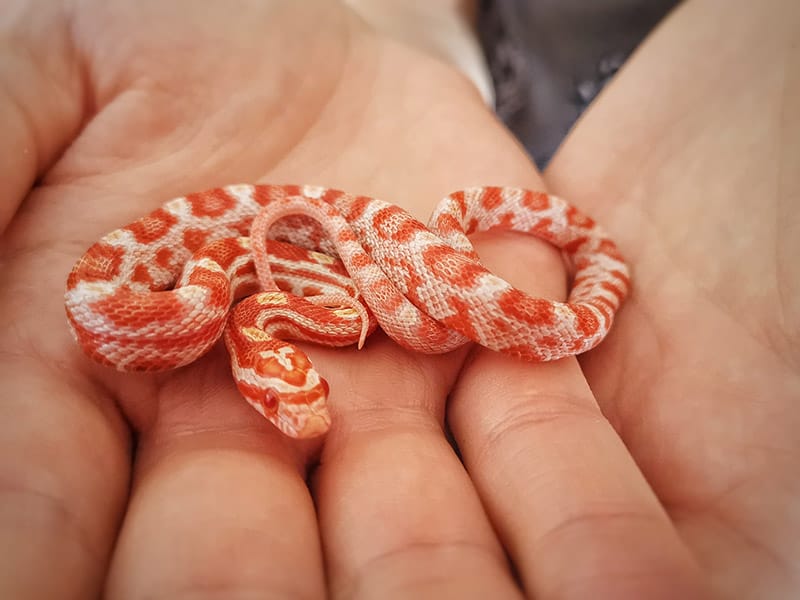 Albino corn snake in a person's hand