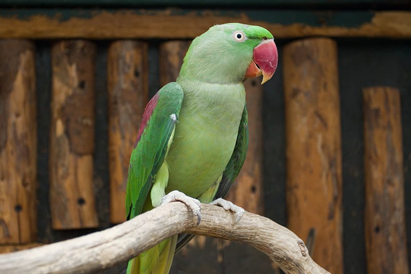 Alexandrine parakeet perched