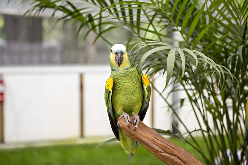 Amazon Parrot perched