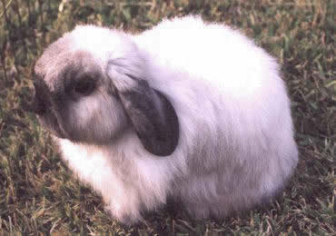 American Fuzzy Lop Rabbit Picture