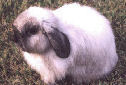Click for more info on American Fuzzy Lop Rabbit