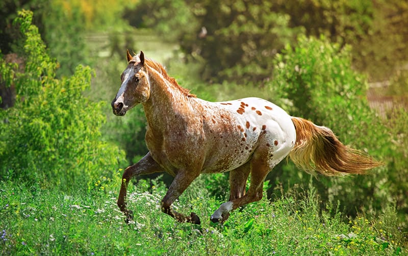 american appaloosa horse