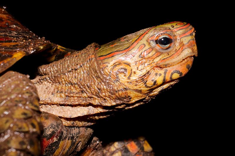 American Ornate Wood Turtle