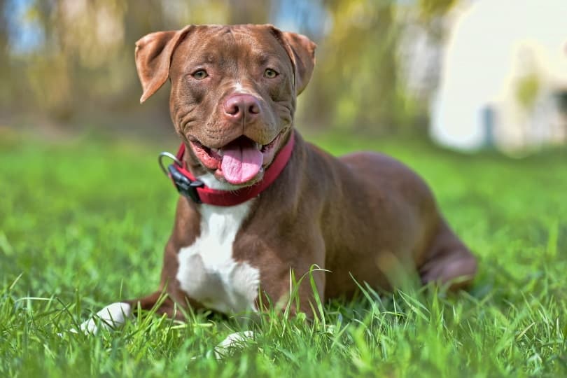 Red-Nosed American Pit Bull Terrier